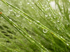 Equisetum ramosissimum