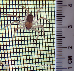 Selenops submaculosus