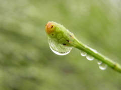Equisetum ramosissimum