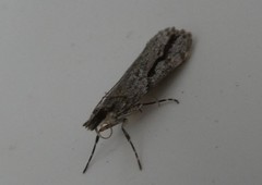 Eudonia bisinualis