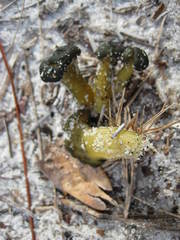 Leotia viscosa