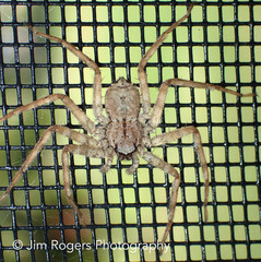 Selenops submaculosus