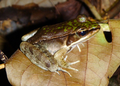 Lithobates maculatus