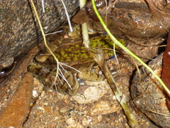 Lithobates maculatus