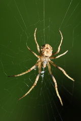 Cyphalonotus benoiti