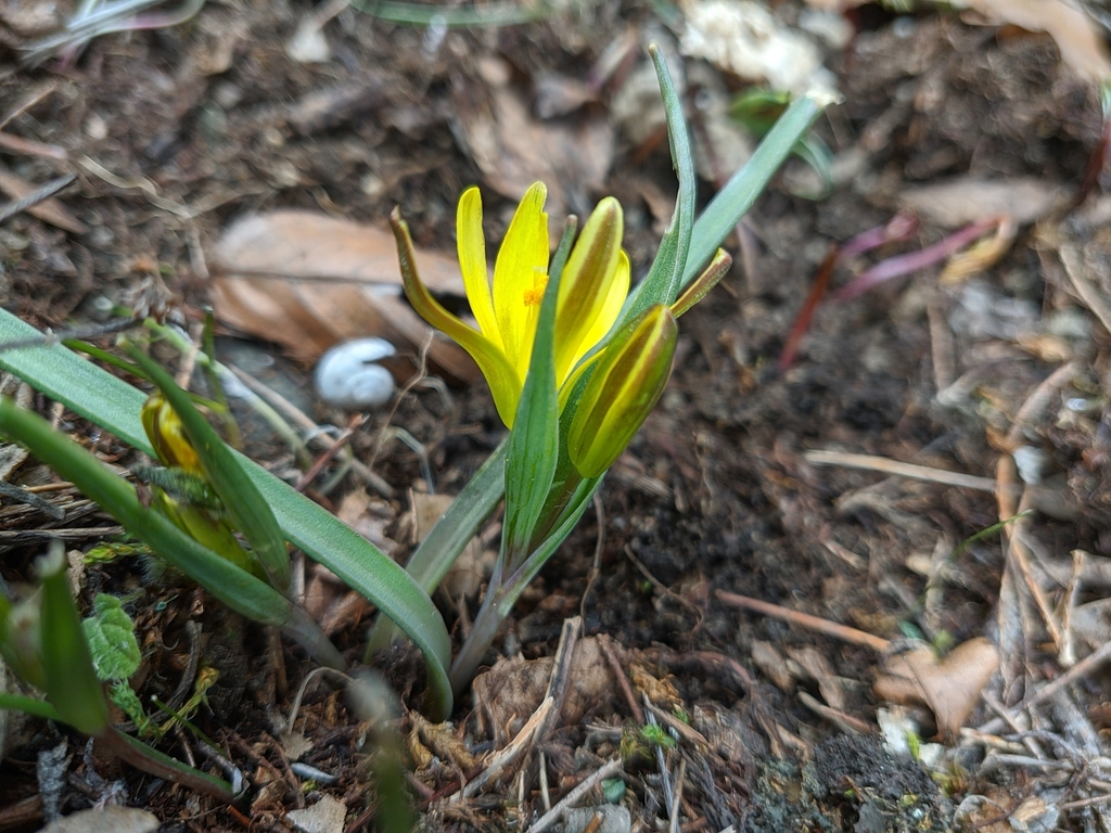 Gagea germainae