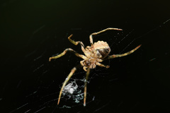 Cyphalonotus benoiti