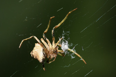 Cyphalonotus benoiti