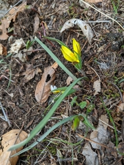 Gagea germainae