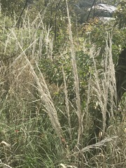 Muhlenbergia robusta