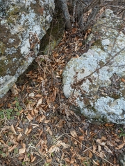 Tanacetum corymbosum