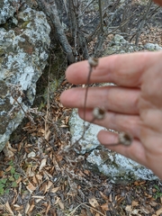Tanacetum corymbosum