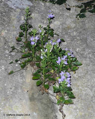 Campanula versicolor tenorei