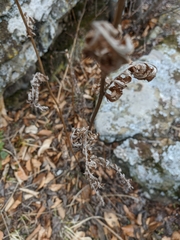 Tanacetum corymbosum