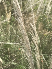 Muhlenbergia robusta