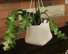 Selenicereus anthonyanus