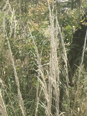 Muhlenbergia robusta