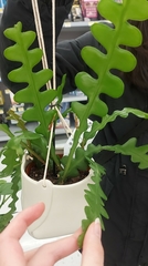 Selenicereus anthonyanus