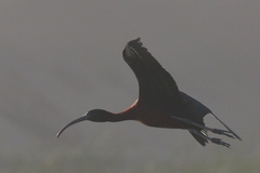 Plegadis falcinellus