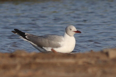 Chroicocephalus cirrocephalus