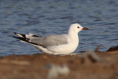Chroicocephalus hartlaubii