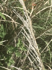 Muhlenbergia robusta