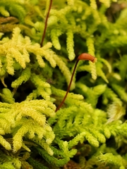Claopodium