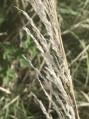 Muhlenbergia robusta