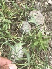 Commelina dianthifolia