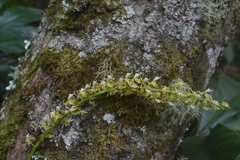Epidendrum cylindrostachys