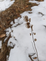 Rhinanthus serotinus aestivalis