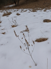 Rhinanthus serotinus aestivalis