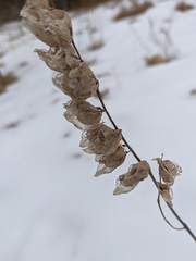 Rhinanthus serotinus aestivalis
