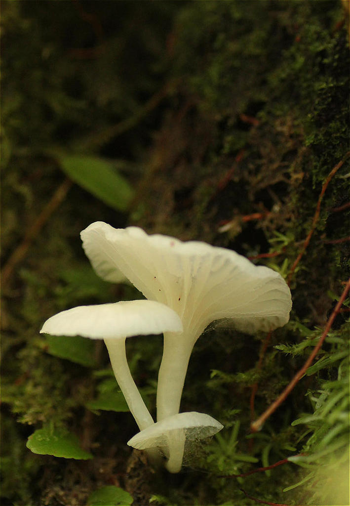 Marasmiellus candidus · October 2019 · photo: © ajott (iNaturalist, cc-by)