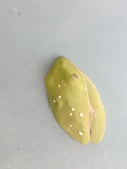 Agalychnis moreletii