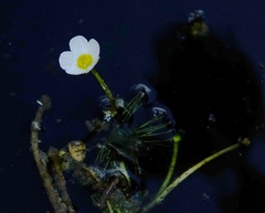 Ranunculus penicillatus