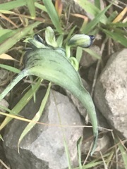 Commelina dianthifolia