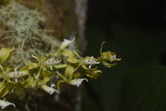 Epidendrum cylindrostachys