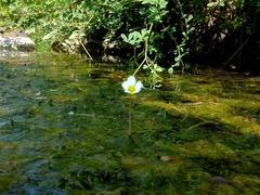 Ranunculus penicillatus