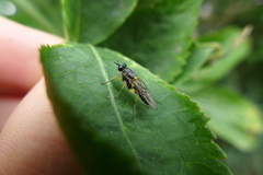 Solva marginata
