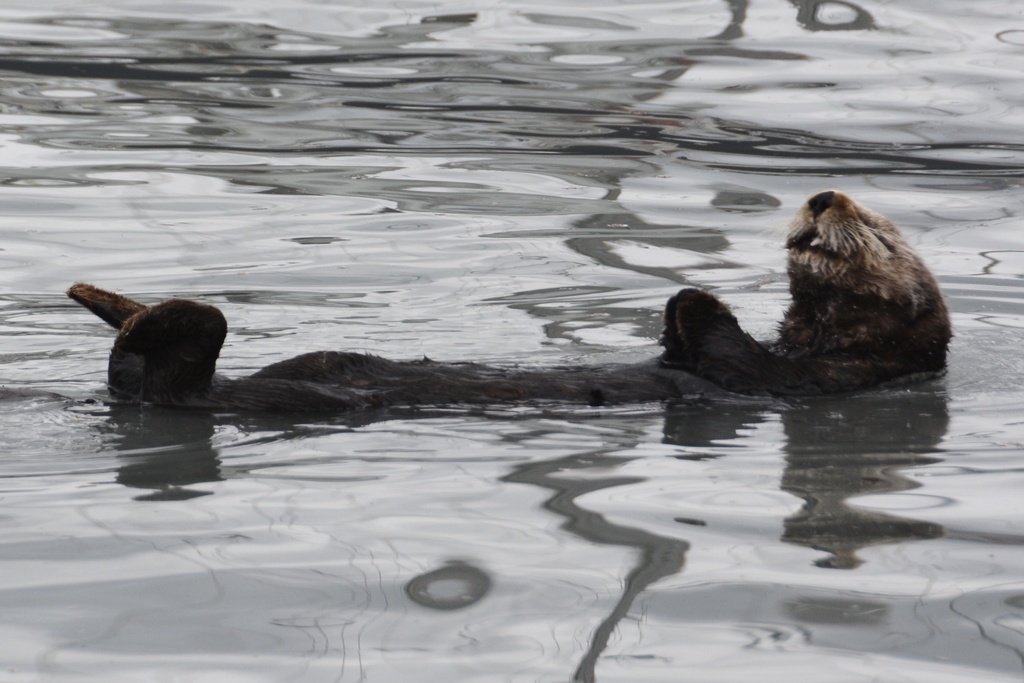 Eastern Sea Otter