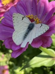 Tatochila mercedis mercedis