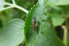 Solva marginata