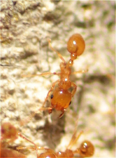 Allomerus