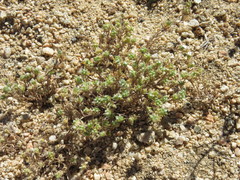 Eremocarya micrantha