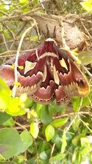 Rothschildia jacobaeae