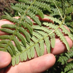 Pteridium aquilinum feei