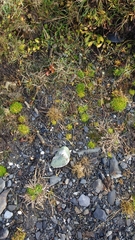 Colobanthus quitensis