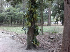 Artocarpus heterophyllus