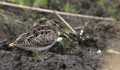 Gallinago paraguaiae